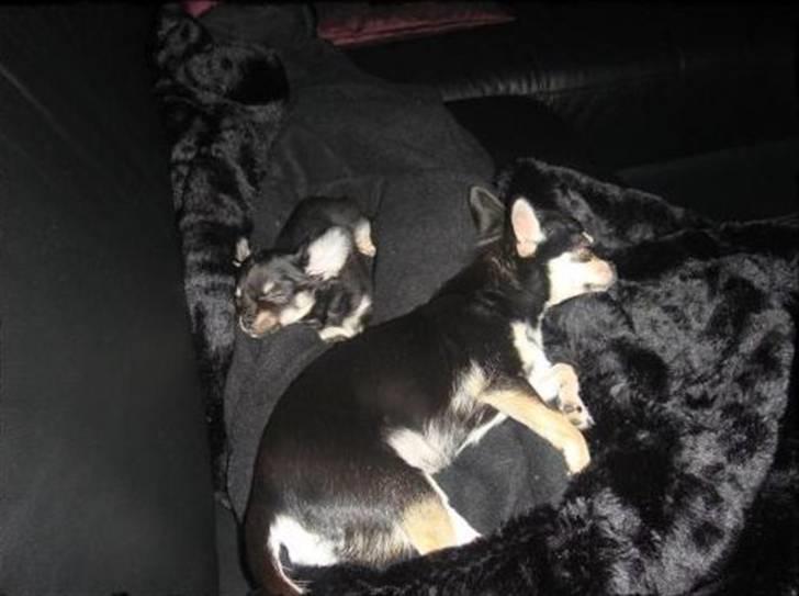 Chihuahua • Nala •  - Det hårdt at være hund var;P?? billede 15