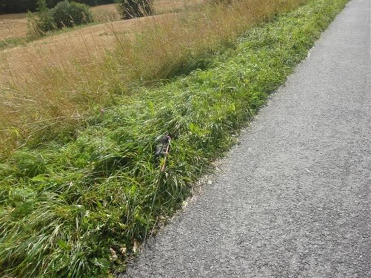 Chihuahua • Nala •  - Nala i sin camouflage jakke - man kan nææsten ikke se hende hehe;) billede 16