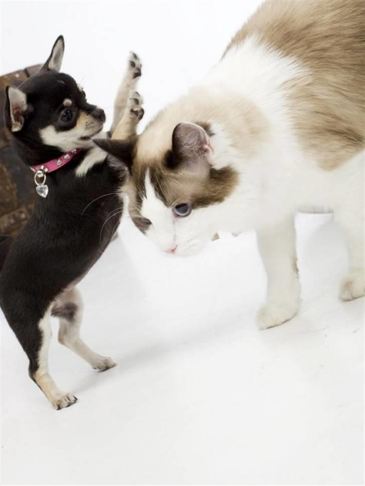 Chihuahua • Nala •  - <3 billede 17