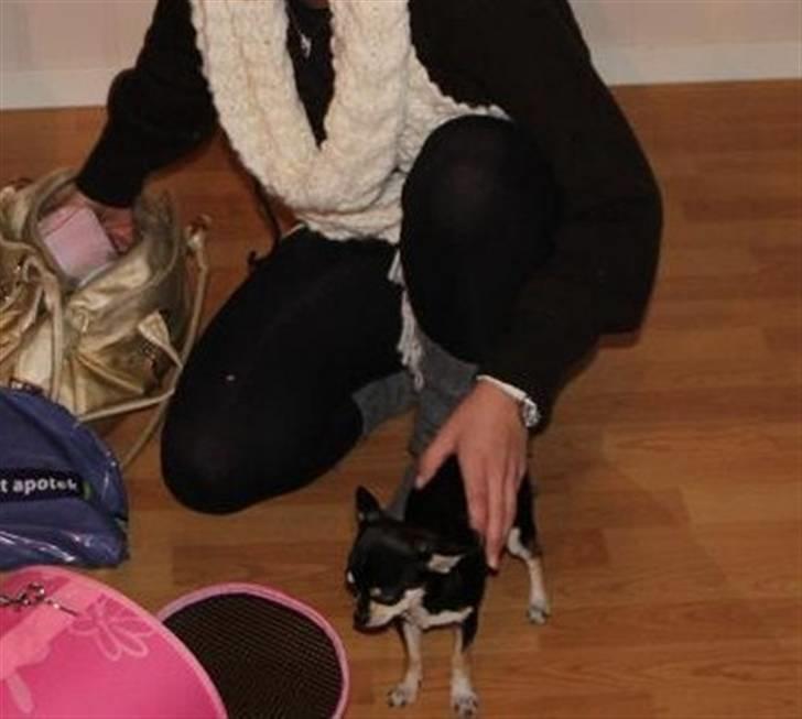 Chihuahua • Nala •  - Ejj moar jeg gidder altså ikke der ind!! billede 18