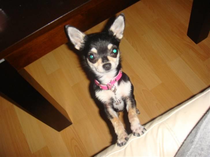 Chihuahua • Nala •  - Moaaar så hjælp mig dog op!! billede 19
