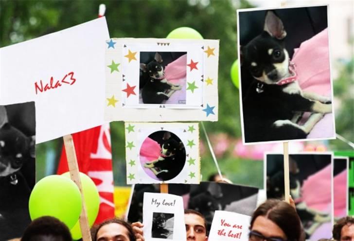 Chihuahua • Nala •  - <3 billede 20