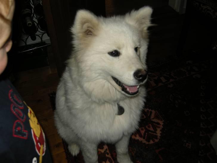 Samojedhund Ziggi - Ziggi i julen 2009 billede 1