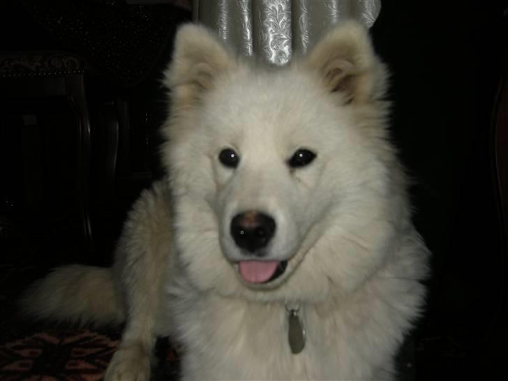 Samojedhund Ziggi - Ziggi i julen 2009 billede 2