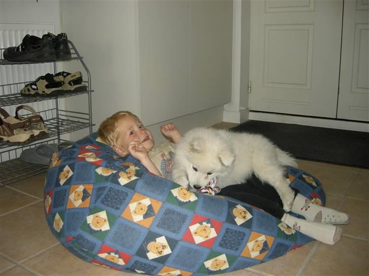 Samojedhund Ziggi - Ziggi og Mathias er ved at splitte bryggers ad, den dag Ziggi kom hjem til os 11 uger gammel billede 3