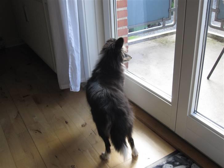 Shetland sheepdog Smilla billede 5