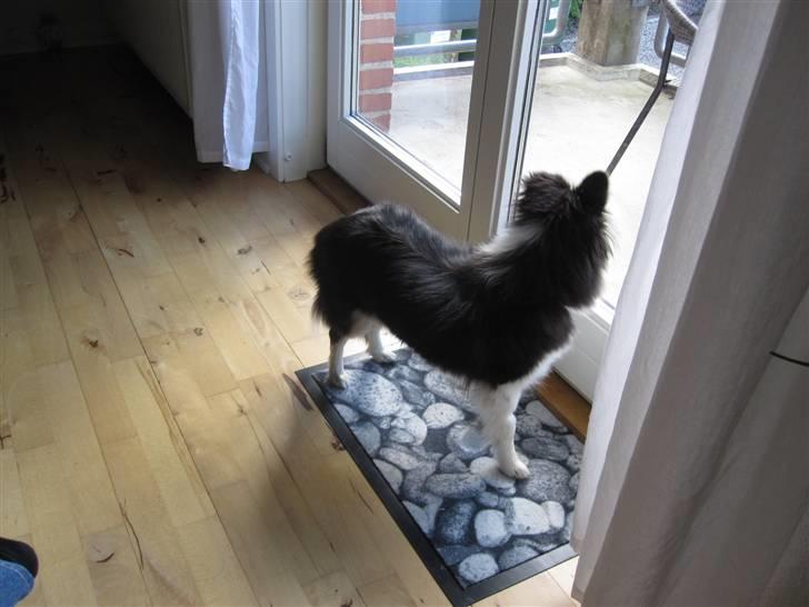 Shetland sheepdog Smilla billede 6