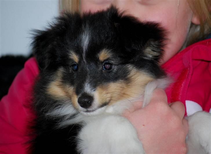 Shetland sheepdog Smilla billede 7