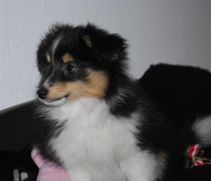 Shetland sheepdog Smilla billede 8