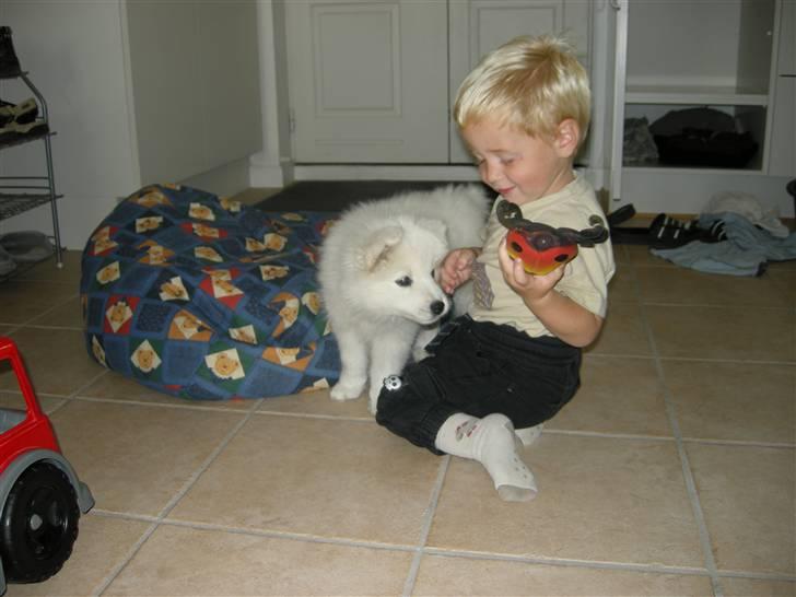 Samojedhund Ziggi - Ziggi og Mathias hygger fortsat billede 4