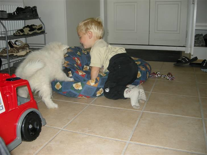 Samojedhund Ziggi - Hygge billede 5