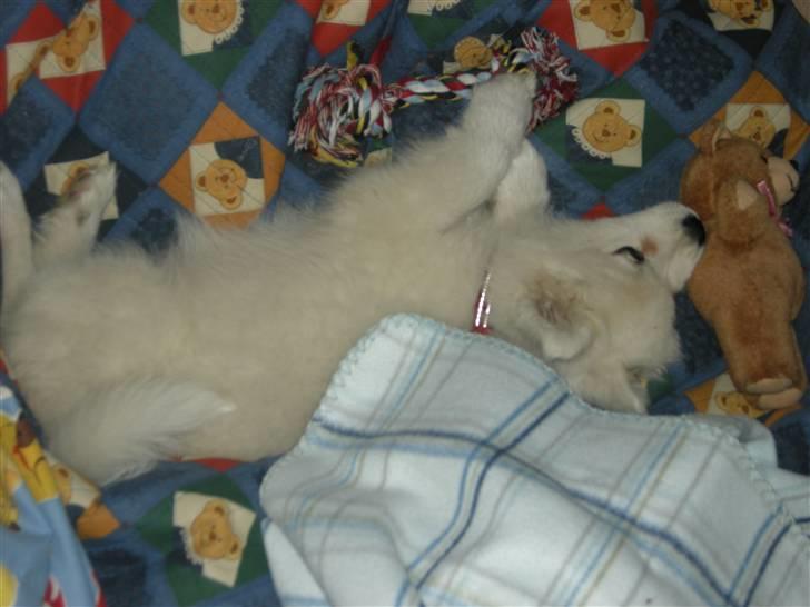 Samojedhund Ziggi - Det er trættende at gøre sig til billede 6