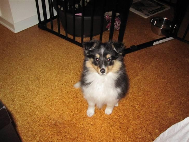 Shetland sheepdog Smilla billede 9