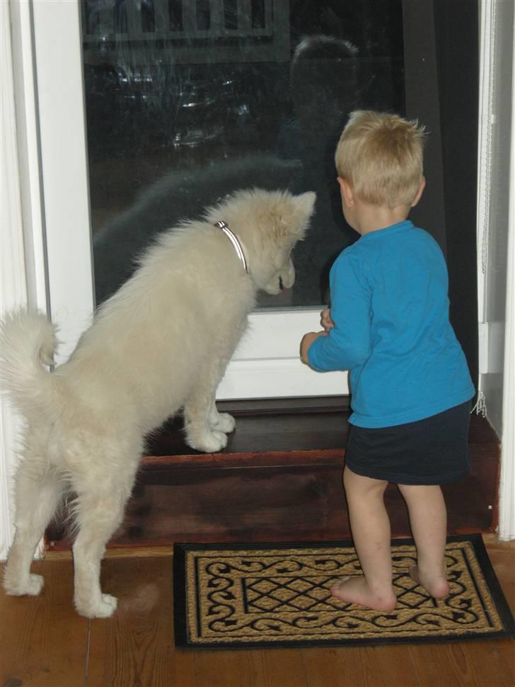Samojedhund Ziggi - September 2009... Hvad sker der lige derude.... billede 7