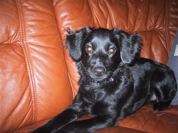 Markiesje Fifi - Smukke Fifi på mormors sofa billede 18