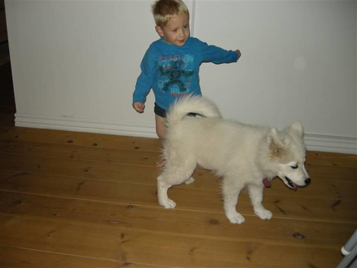 Samojedhund Ziggi - Dengang sønnike var større end ziggi, nærmest omvendt nu billede 8