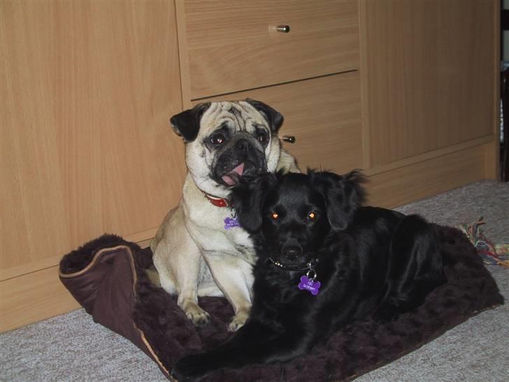 Markiesje Fifi - Se min bedste veninde, hun hedder Mille og er en dejlig mops billede 19