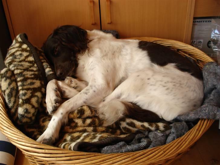 Kleiner münsterländer R.I.P Basta billede 4