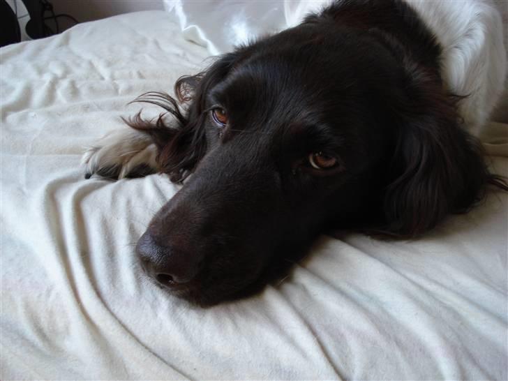 Kleiner münsterländer R.I.P Basta billede 5