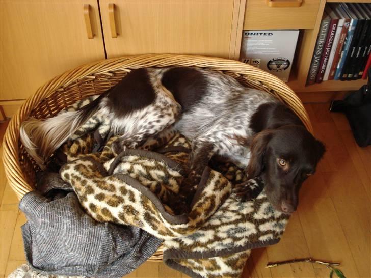 Kleiner münsterländer Cita billede 6