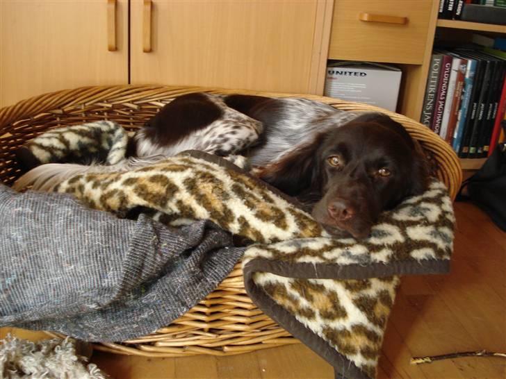 Kleiner münsterländer Cita billede 7