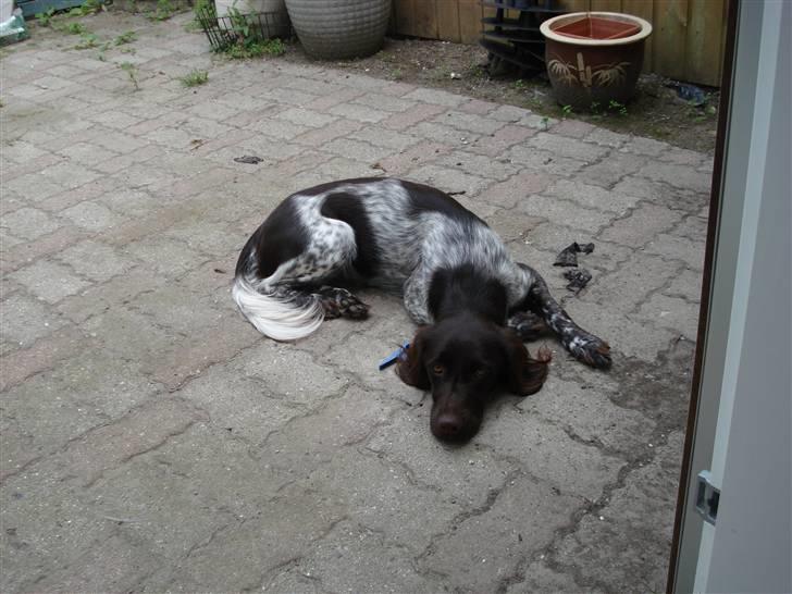 Kleiner münsterländer Cita billede 8