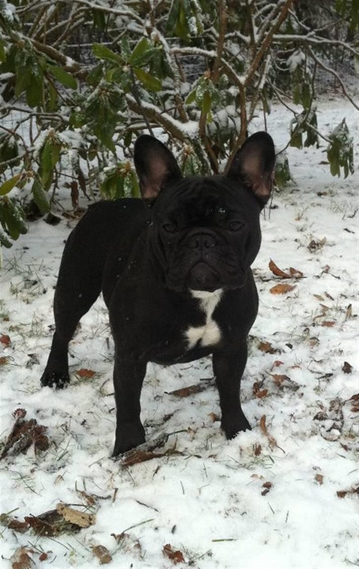 Fransk bulldog Charming Queen (Jessie) - december 2010 *nyt* billede 1