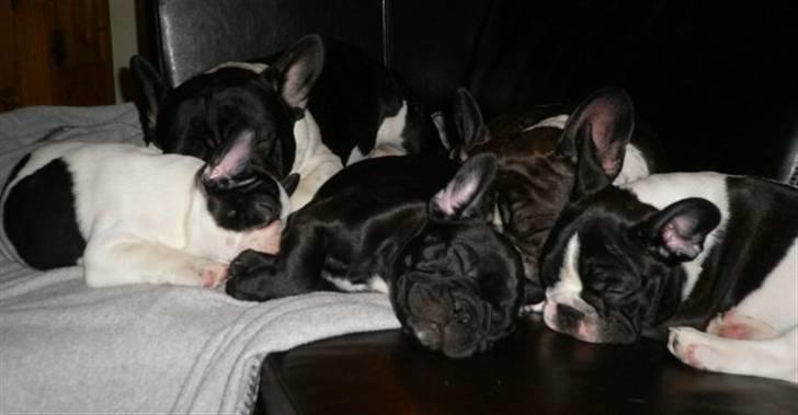 Fransk bulldog Charming Queen (Jessie) - hygge med mine søskende =) billede 2