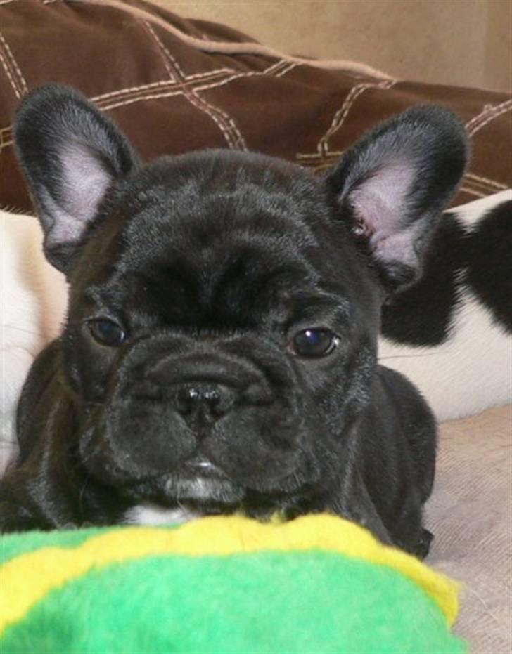 Fransk bulldog Charming Queen (Jessie) - er jeg ikke dejlig? =) billede 4
