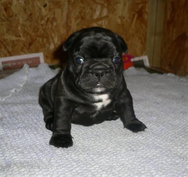 Fransk bulldog Charming Queen (Jessie) billede 5