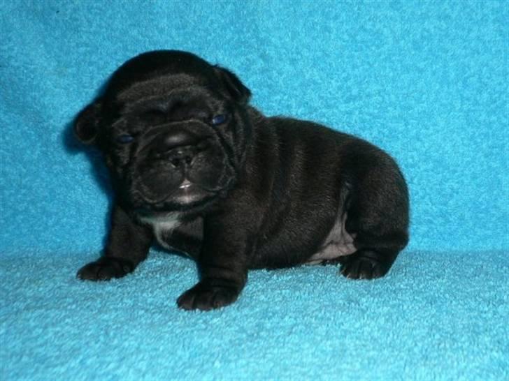 Fransk bulldog Charming Queen (Jessie) billede 6