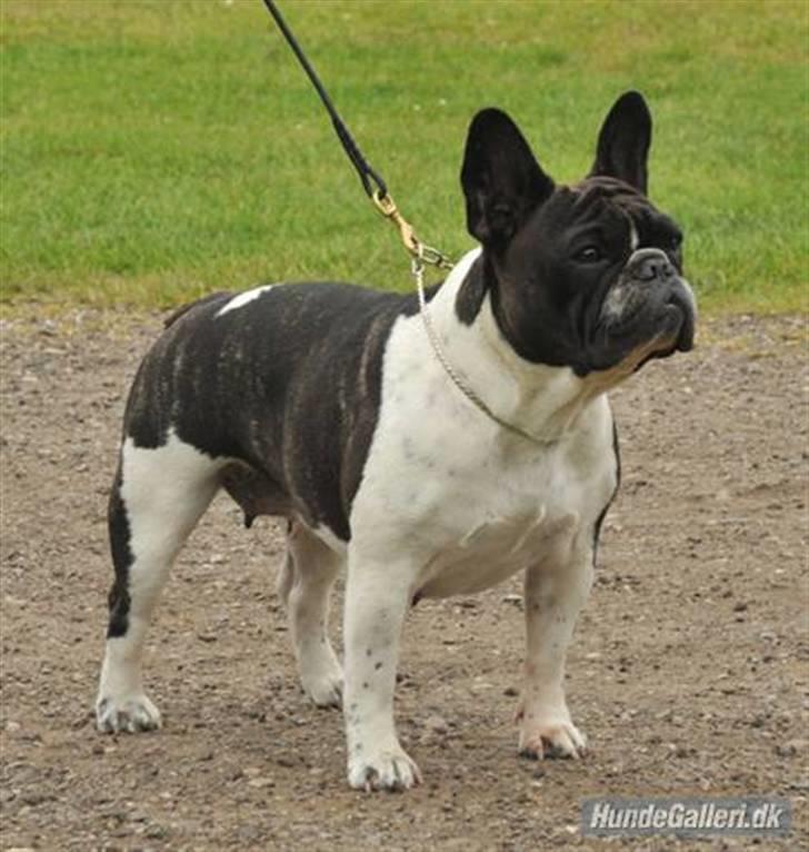 Fransk bulldog Charming Queen (Jessie) - min dejlige mor Dauløkke´s Zuzette Du Nord billede 7