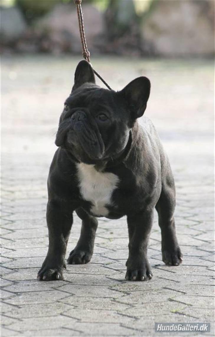 Fransk bulldog Charming Queen (Jessie) - min smukke far Joy Of Qing Bullet billede 8