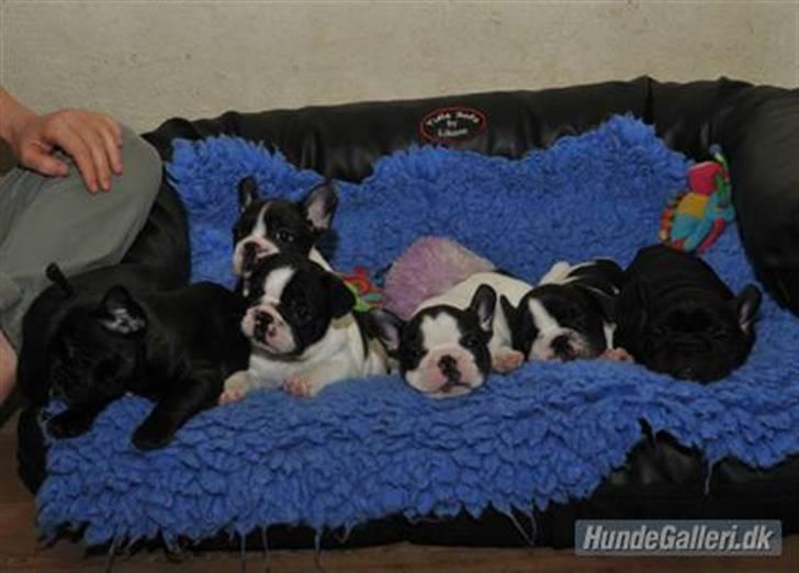 Fransk bulldog Charming Queen (Jessie) billede 9