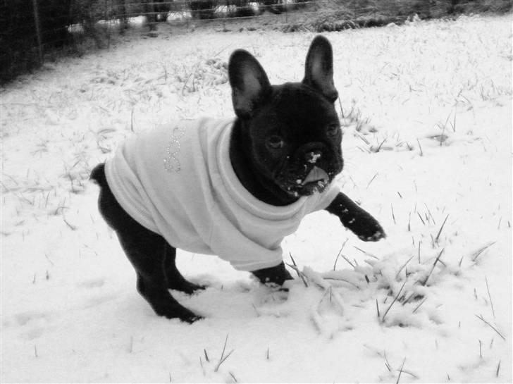 Fransk bulldog Charming Queen (Jessie) billede 10