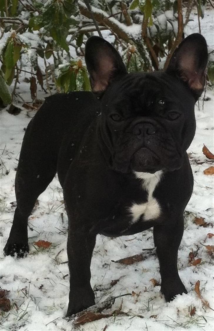 Fransk bulldog Charming Queen (Jessie) - december 2010 *nyt* billede 11