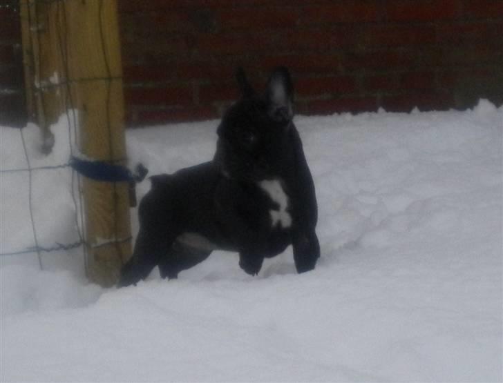 Fransk bulldog Charming Queen (Jessie) billede 12