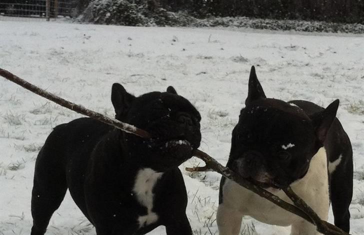 Fransk bulldog Charming Queen (Jessie) - december 2010 *nyt* billede 13