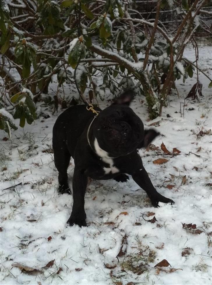 Fransk bulldog Charming Queen (Jessie) - december 2010 *nyt* billede 14