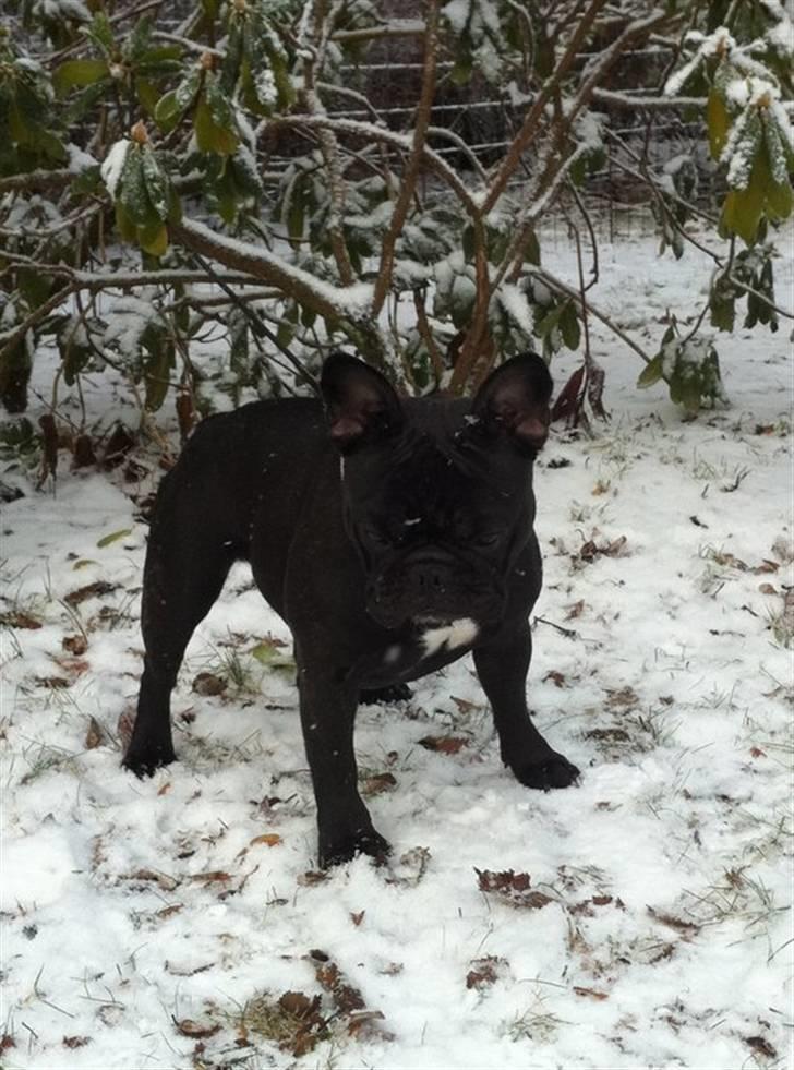 Fransk bulldog Charming Queen (Jessie) billede 15