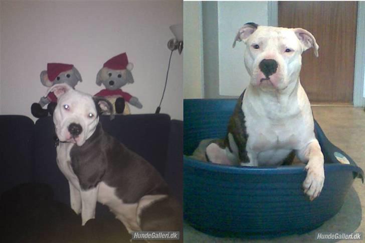 Amerikansk staffordshire terrier Dia - se hvor meget jeg ligner min farmand :) billede 14