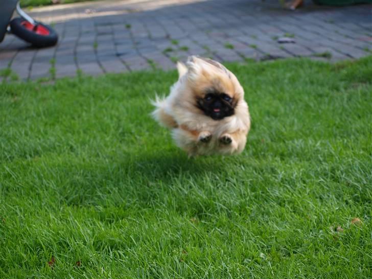 Pekingeser Chui Aka Pigehunden<3 hvil i fred <3 billede 14