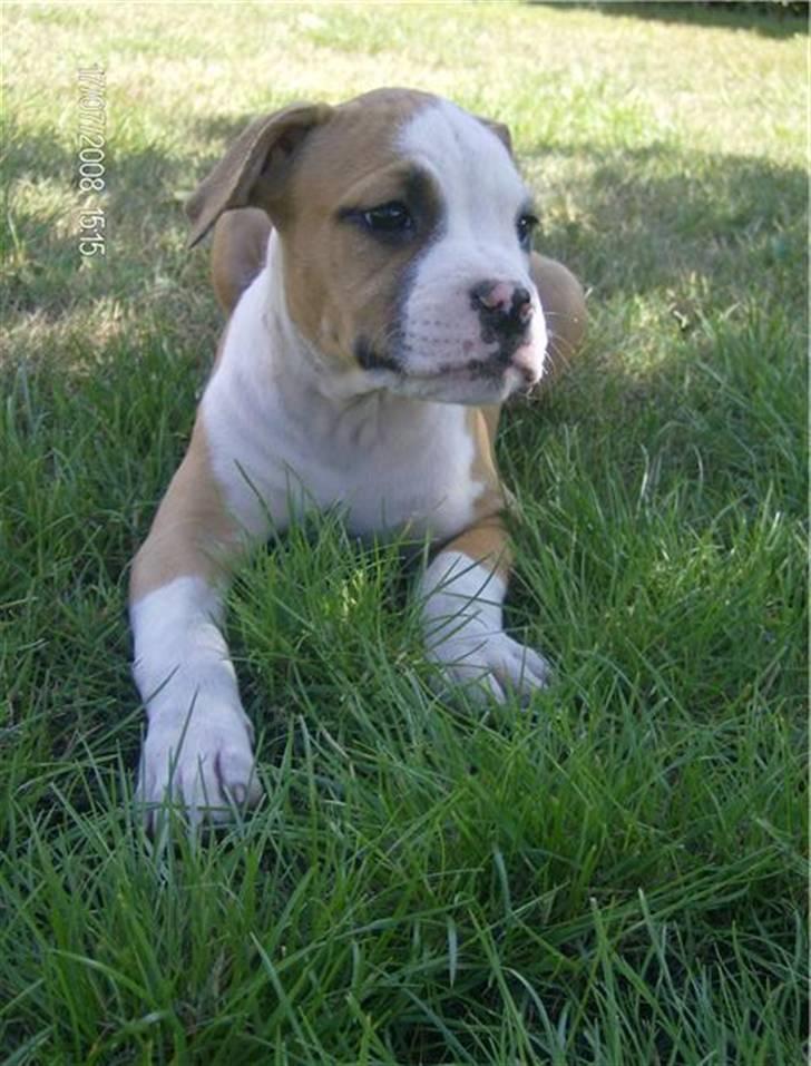 Amerikansk staffordshire terrier Chika billede 1