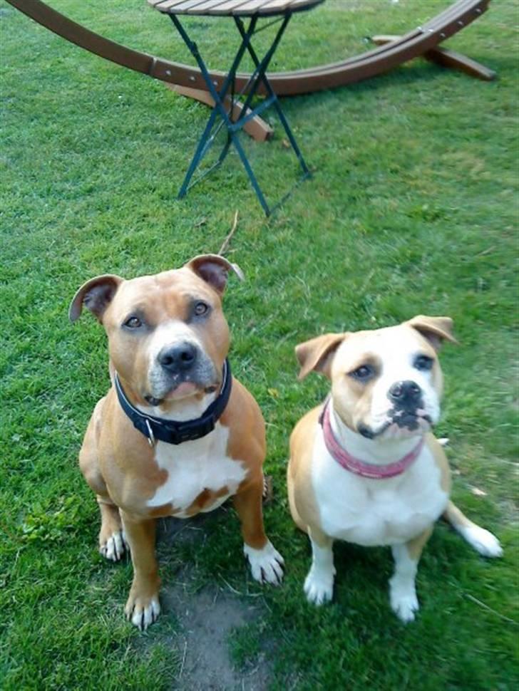 Amerikansk staffordshire terrier Chika billede 2