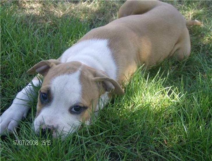 Amerikansk staffordshire terrier Chika billede 3