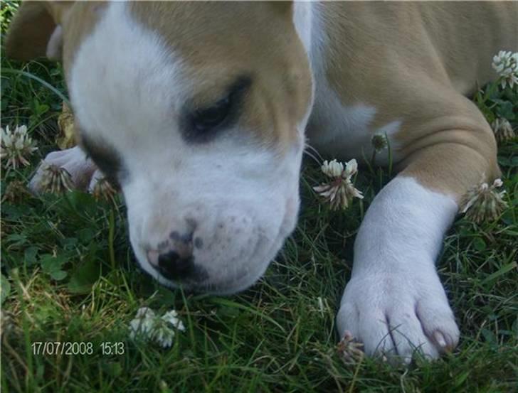 Amerikansk staffordshire terrier Chika billede 4
