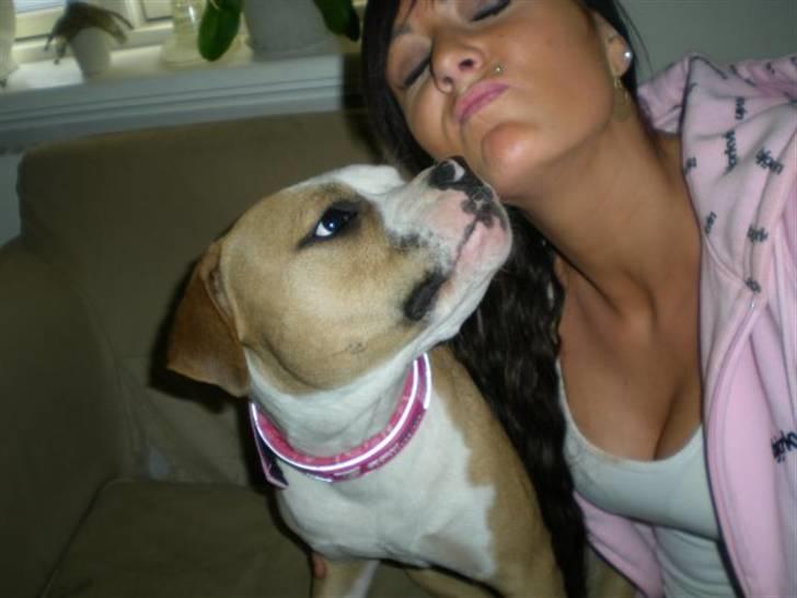 Amerikansk staffordshire terrier Chika billede 5