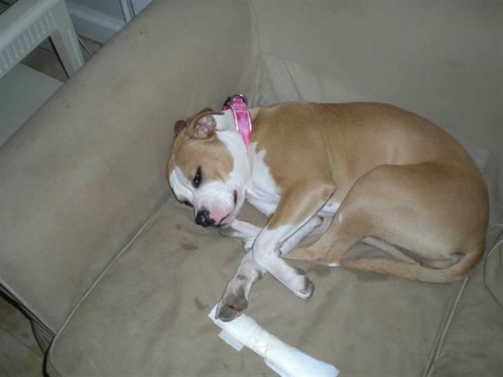Amerikansk staffordshire terrier Chika billede 6