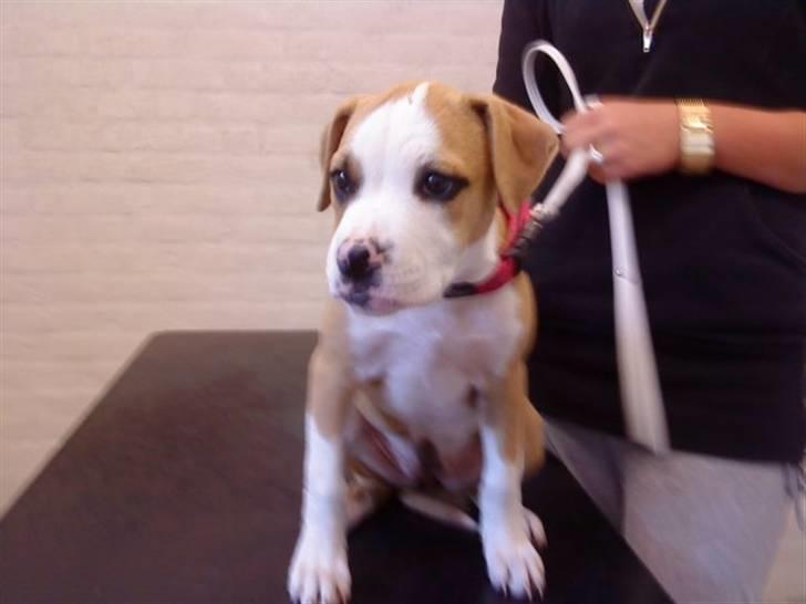 Amerikansk staffordshire terrier Chika billede 7