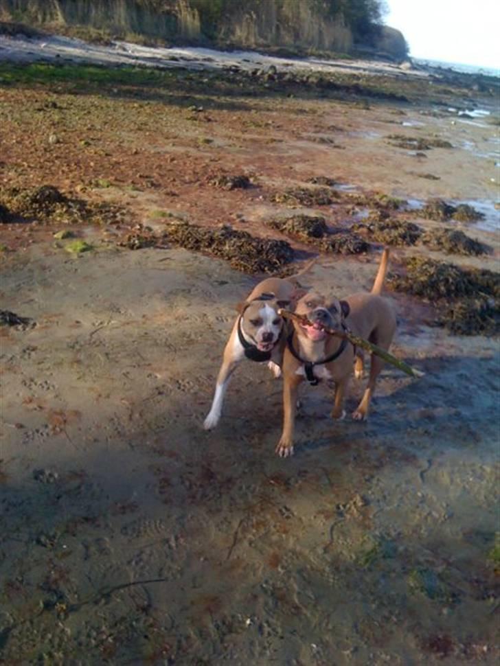 Amerikansk staffordshire terrier Chika billede 9